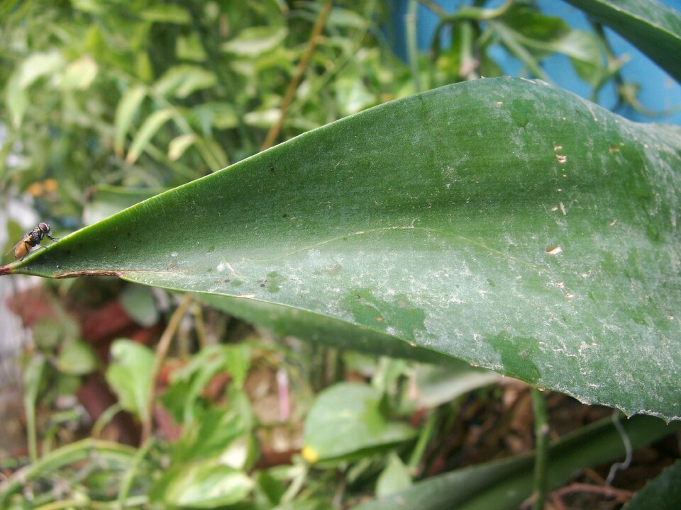 Nature plant tree
