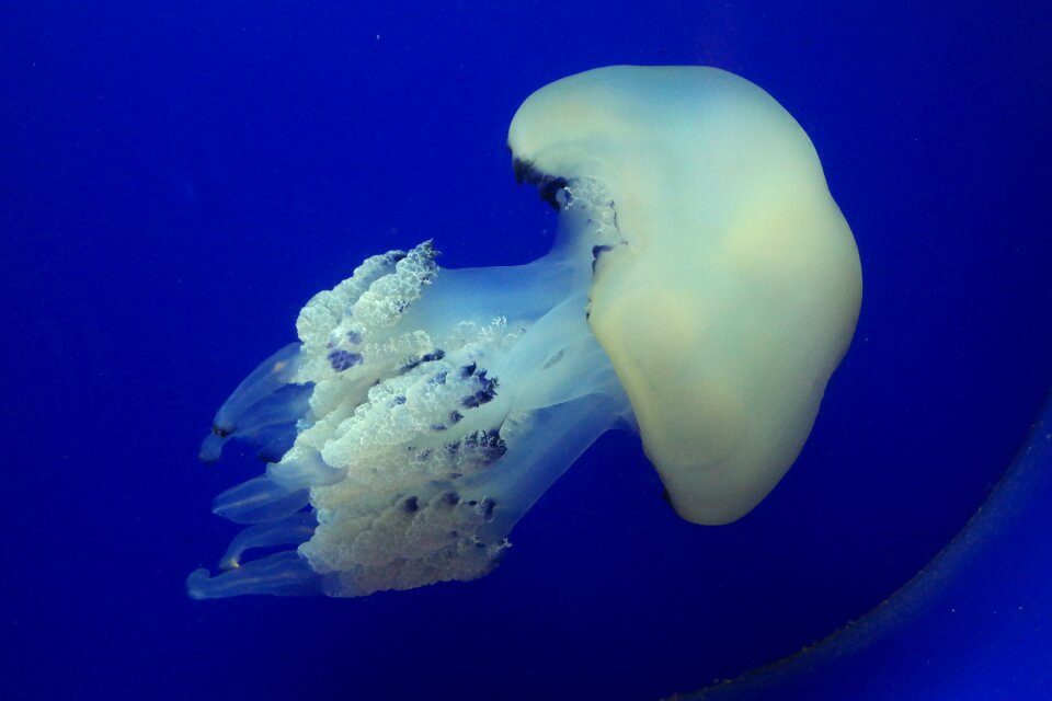Aquarium pula croatia