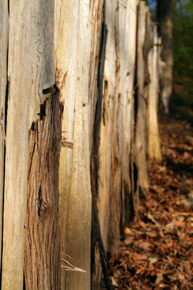 Timber plank wooden photo
