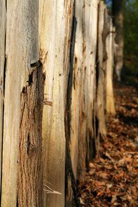 Timber plank wooden photo