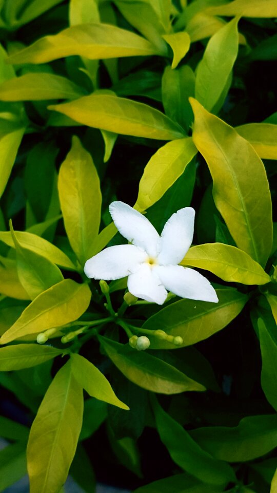 Indonesian flowers