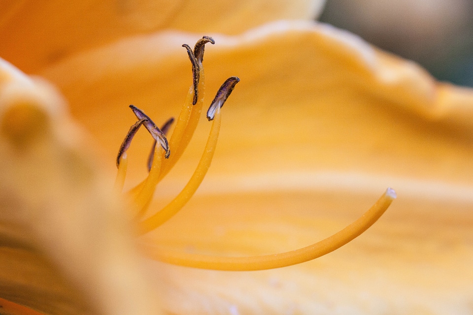 Flower plant nature
