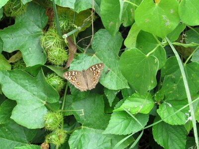 Green leaves grey butterfly