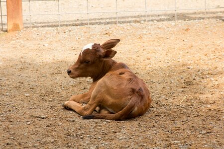 Animal brown cow photo