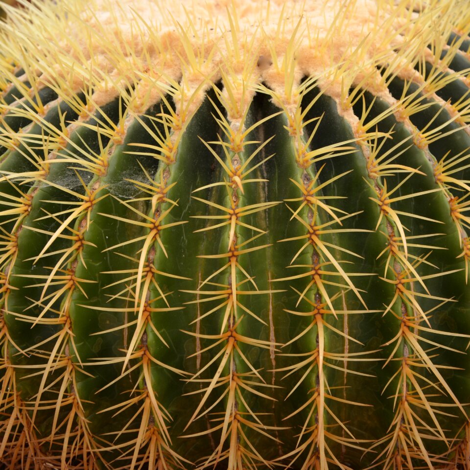Garden botany spice