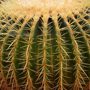 Garden botany spice