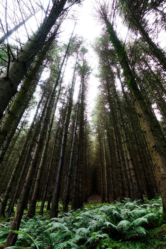 Pine light green