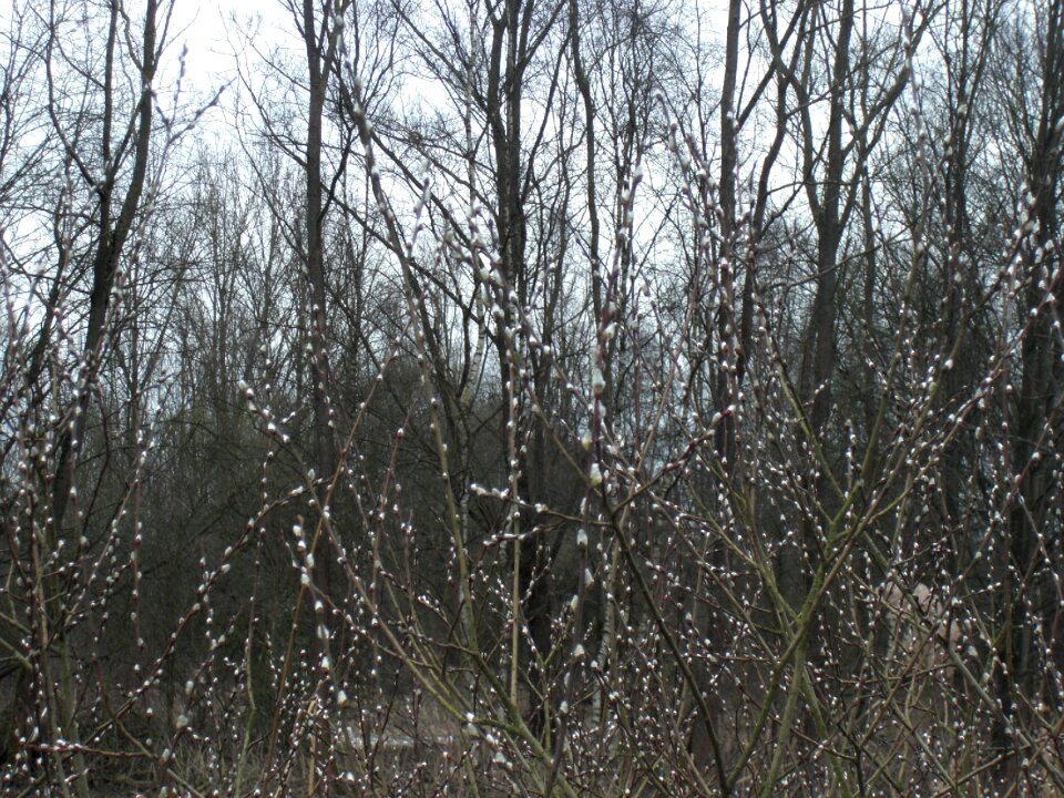 Nature willow willow kittens