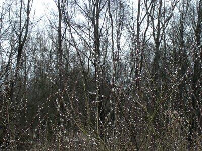Nature willow willow kittens