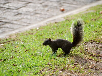 Animal tail cute