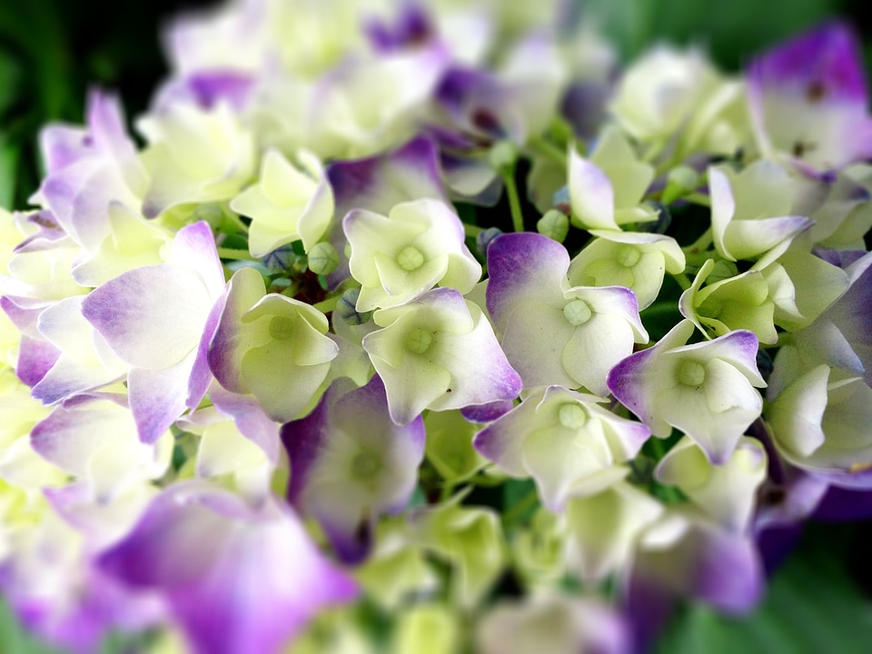 Close up rain white
