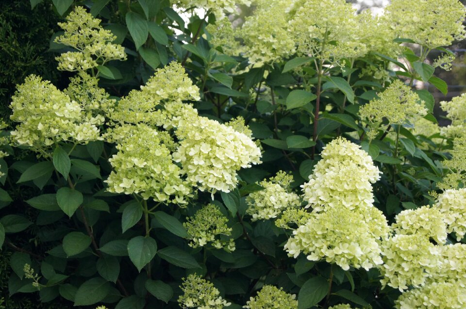 Hydrangeas garden hydrangea bukietowa