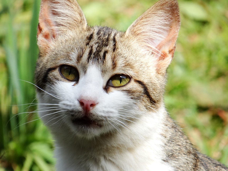 Kitten pet feline stopped