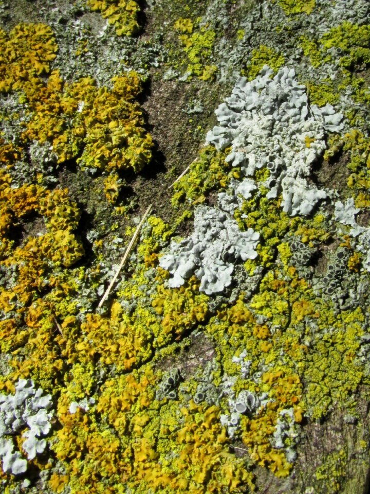 Texture pattern forest