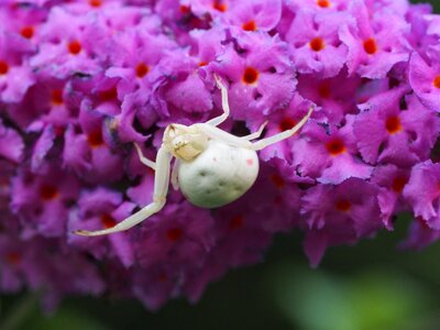 Nature arachnids macro