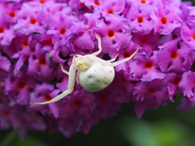 Nature arachnids macro photo