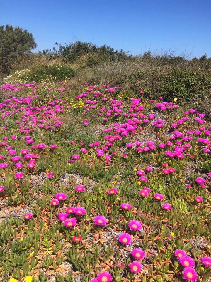 Flowers sea sardinia