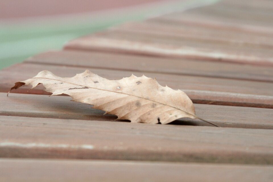 Break leaves street
