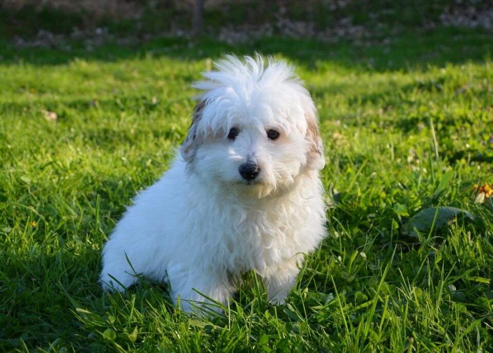 Cotton tulear domestic animal animal