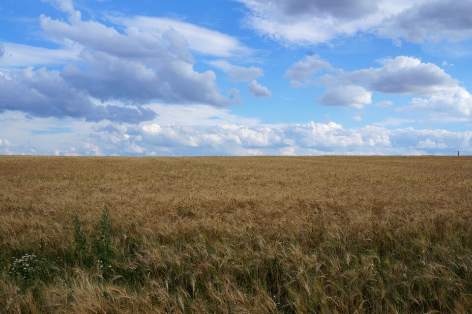 Cereals arable agriculture
