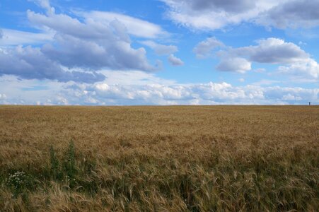 Cereals arable agriculture