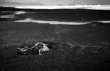 Fly sea black and white