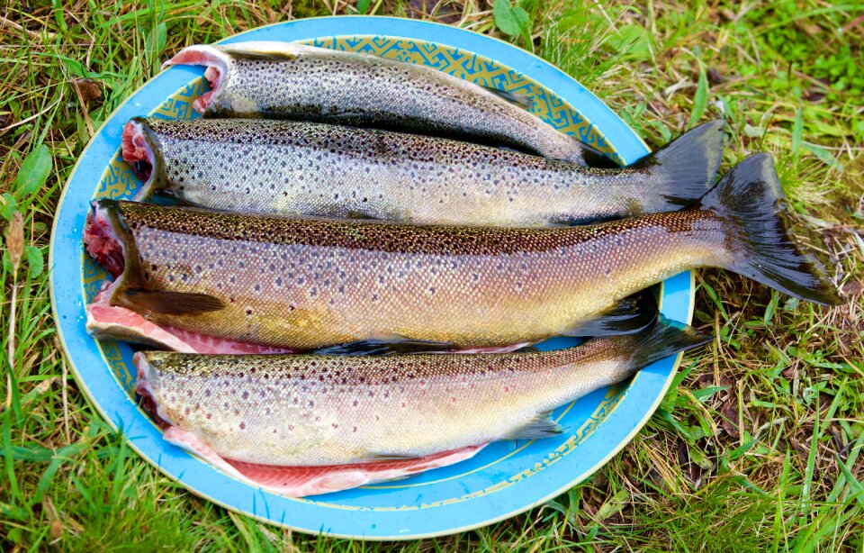 Freshwater fish trout fresh fish