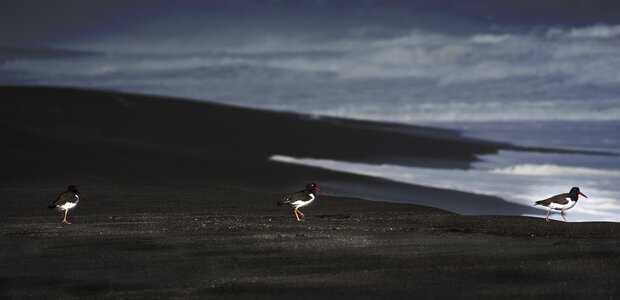 Birds sea chile