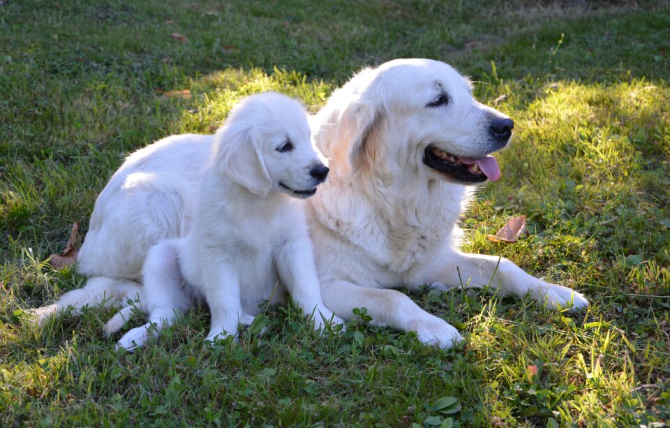 Golden retriever pets complicity