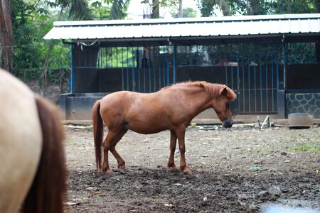 Planet animals geo wild unicorn