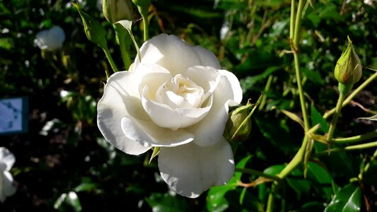 White rose white flower beautiful rose