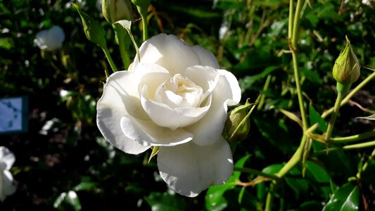 White rose white flower beautiful rose photo