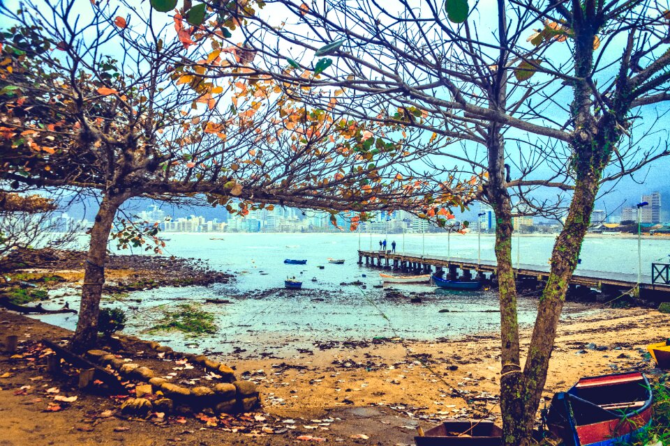 Nature brazil summer