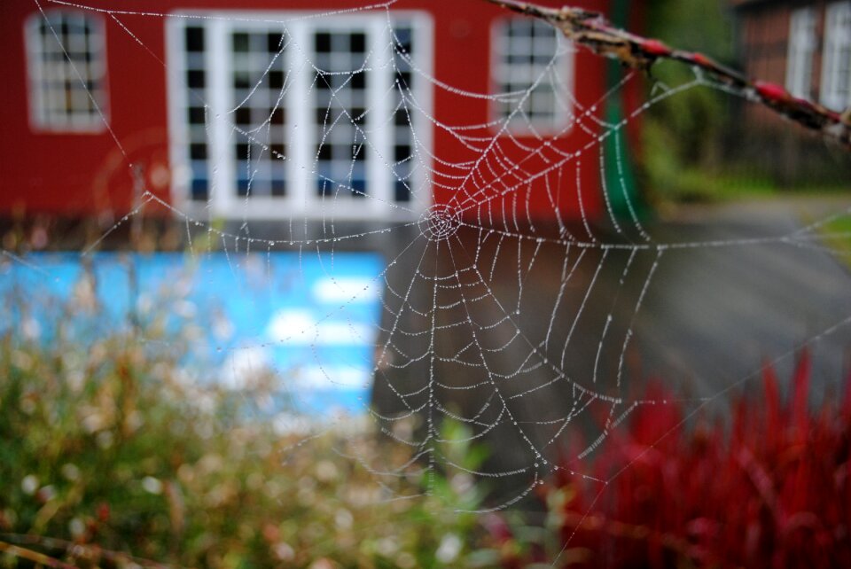 Cobweb nature spider