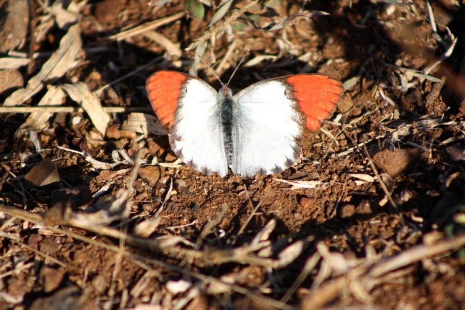 Orange wings south africa