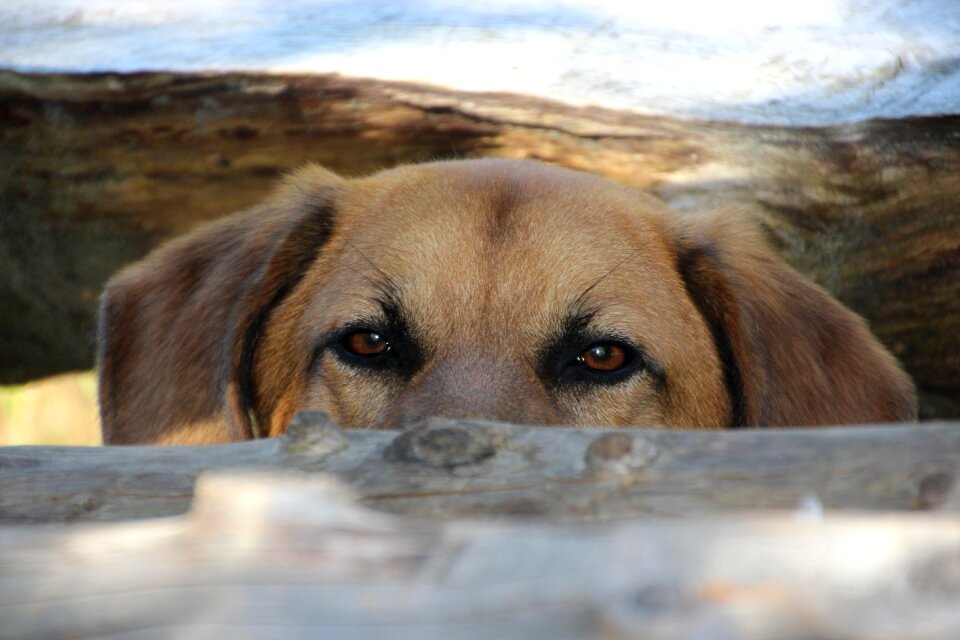 Head view animal portrait