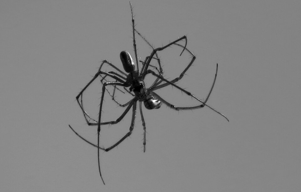 Insect fauna spider