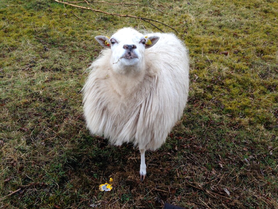 Animal nature pasture