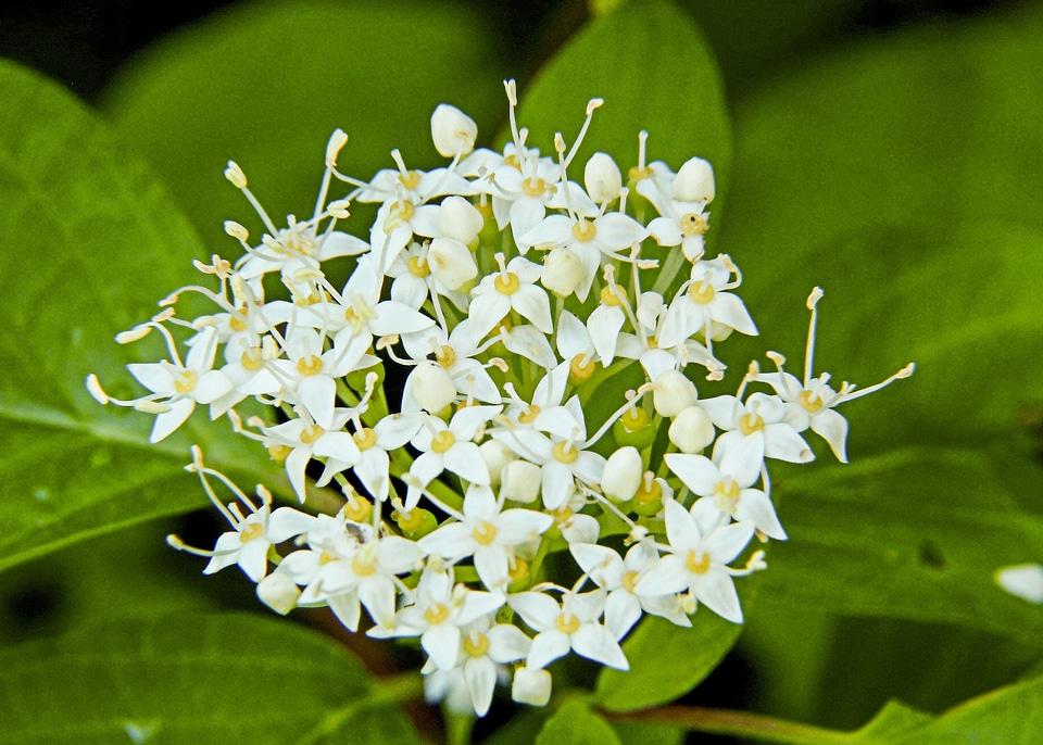 Blossom forest leaves