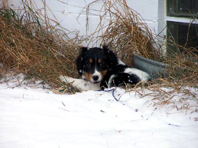 Springer spaniel grass photo