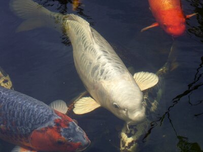Water fish carp photo