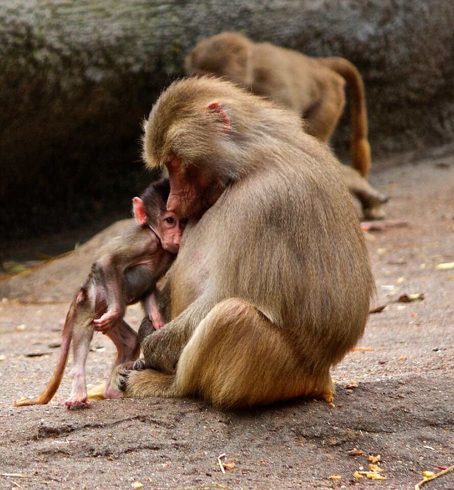 äffchen young animal monkey baby photo