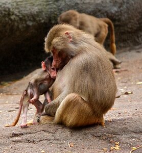 äffchen young animal monkey baby