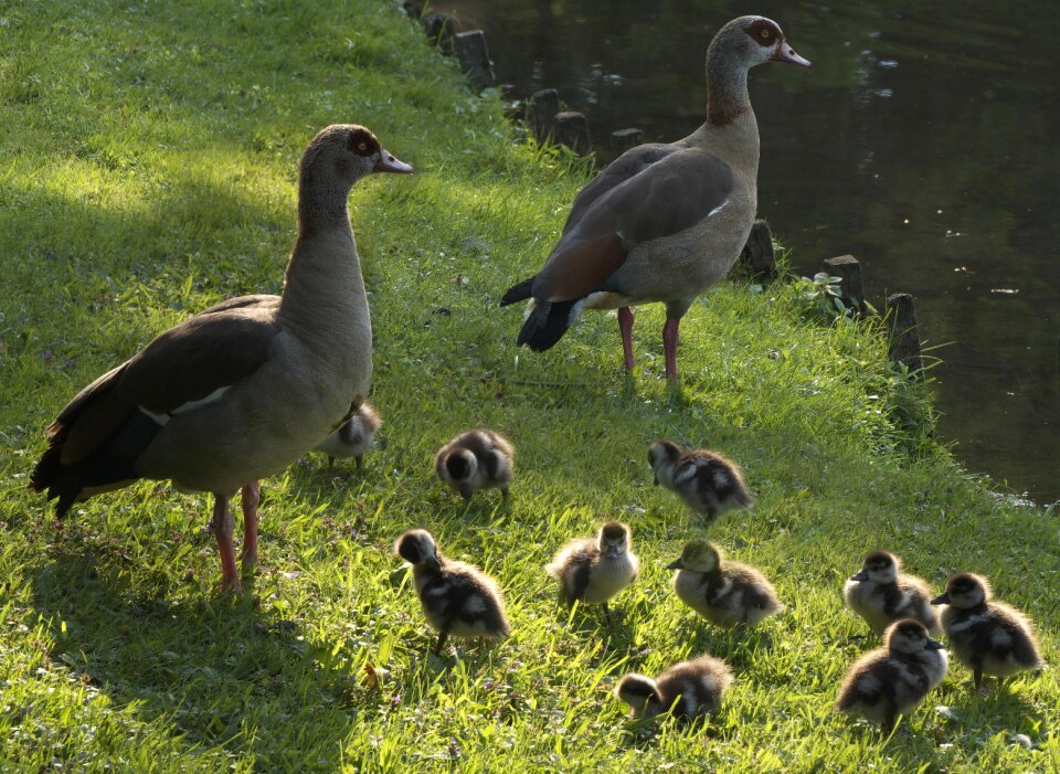 Water bird young young animal