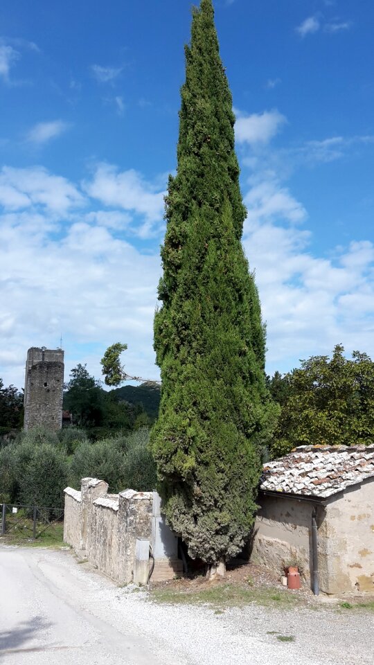 Italian cypress cypress under glass nature