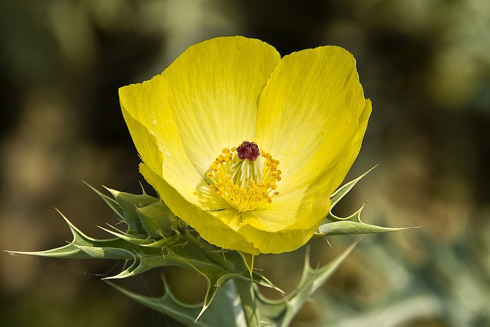 Yellow yellow flower poppy