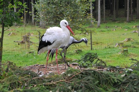 Wildlife park poing stork