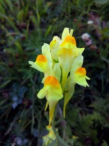 Yellow wild flax medicinal plant