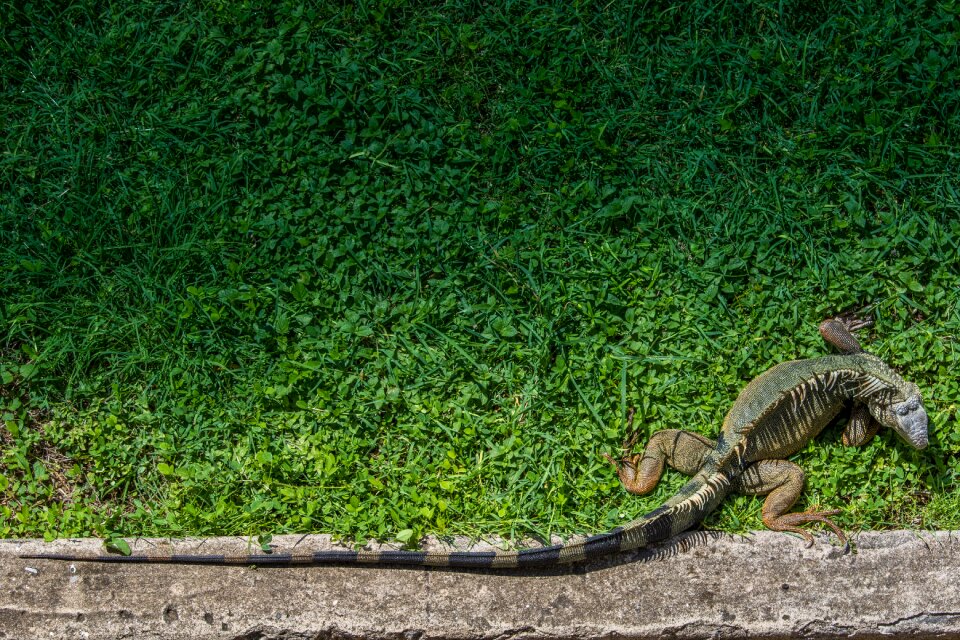 Animal nature tropical