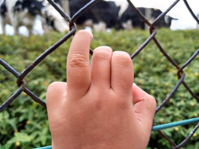 Hand field cows